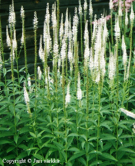  Veronicastrum virginicum 'Alba'